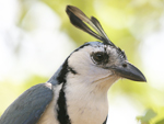 White-throated Magpie-Jay    Calocitta formosa